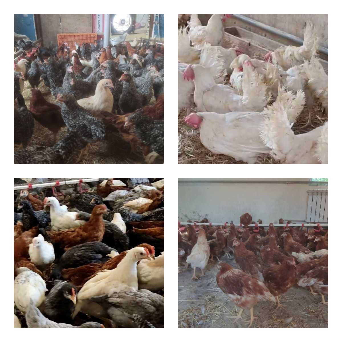 Продам кури несушки! Доставка безкоштовна. Новомиргород!