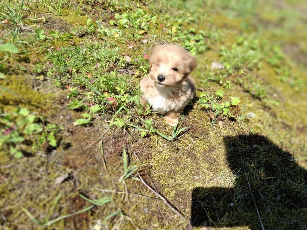 Maltipoo szczeniaki