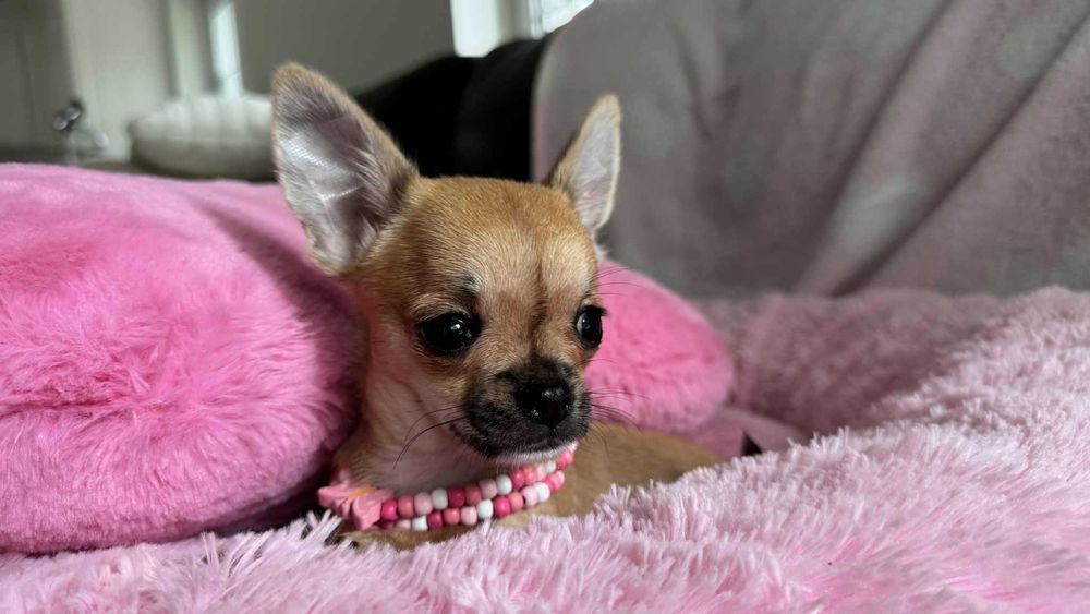 Chihuahua Suczka Brązowa z Rodowodem Miniaturka Tulia