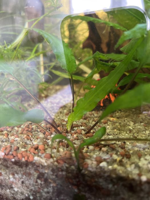 Kryptokoryna roslina akwarowa