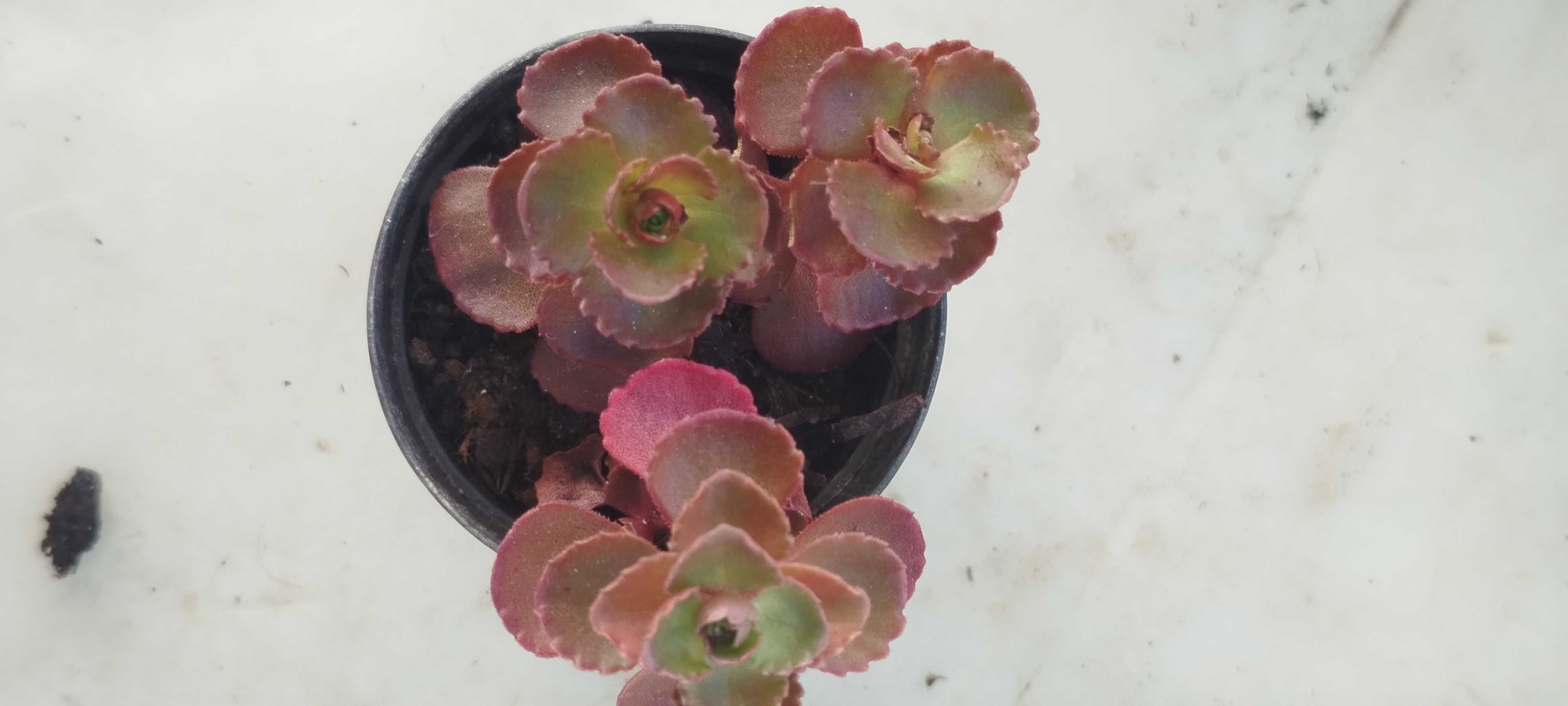 Suculenta a 1.50€