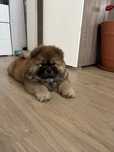 Suczka Chow Chow