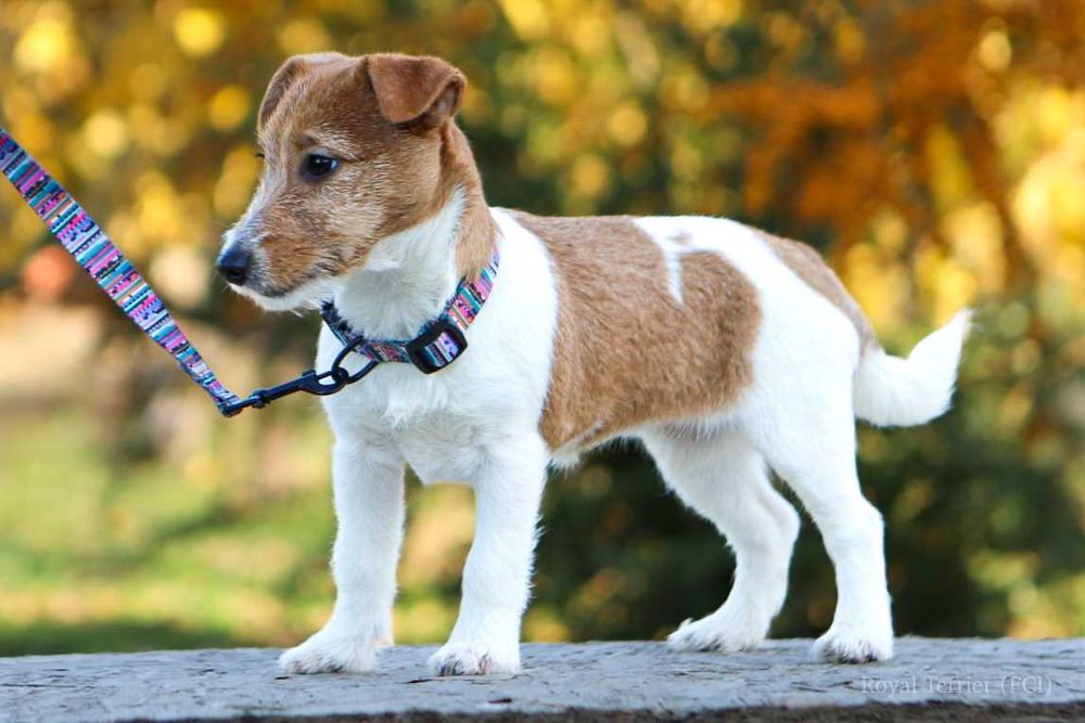 suczka Jack Russell terrier ZKWP/FCI