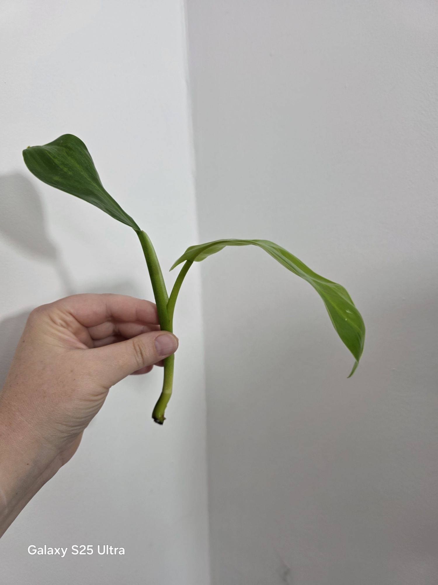 Philodendron jose buono regres