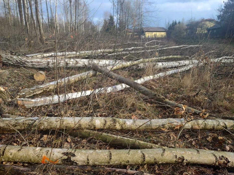Wycinki drzew wywóz gałęzi karczowanie rębak wywóz korzeni drwal