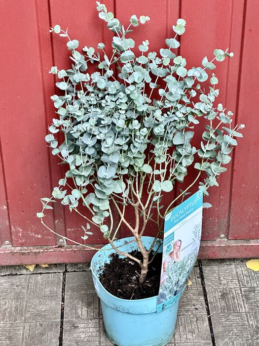 Евкаліпт. Доставка