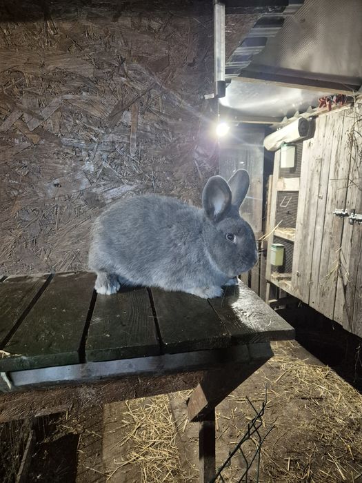 Królik Króliki Wiedeński Niebieski