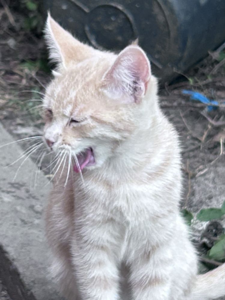 Котенок ищет семью