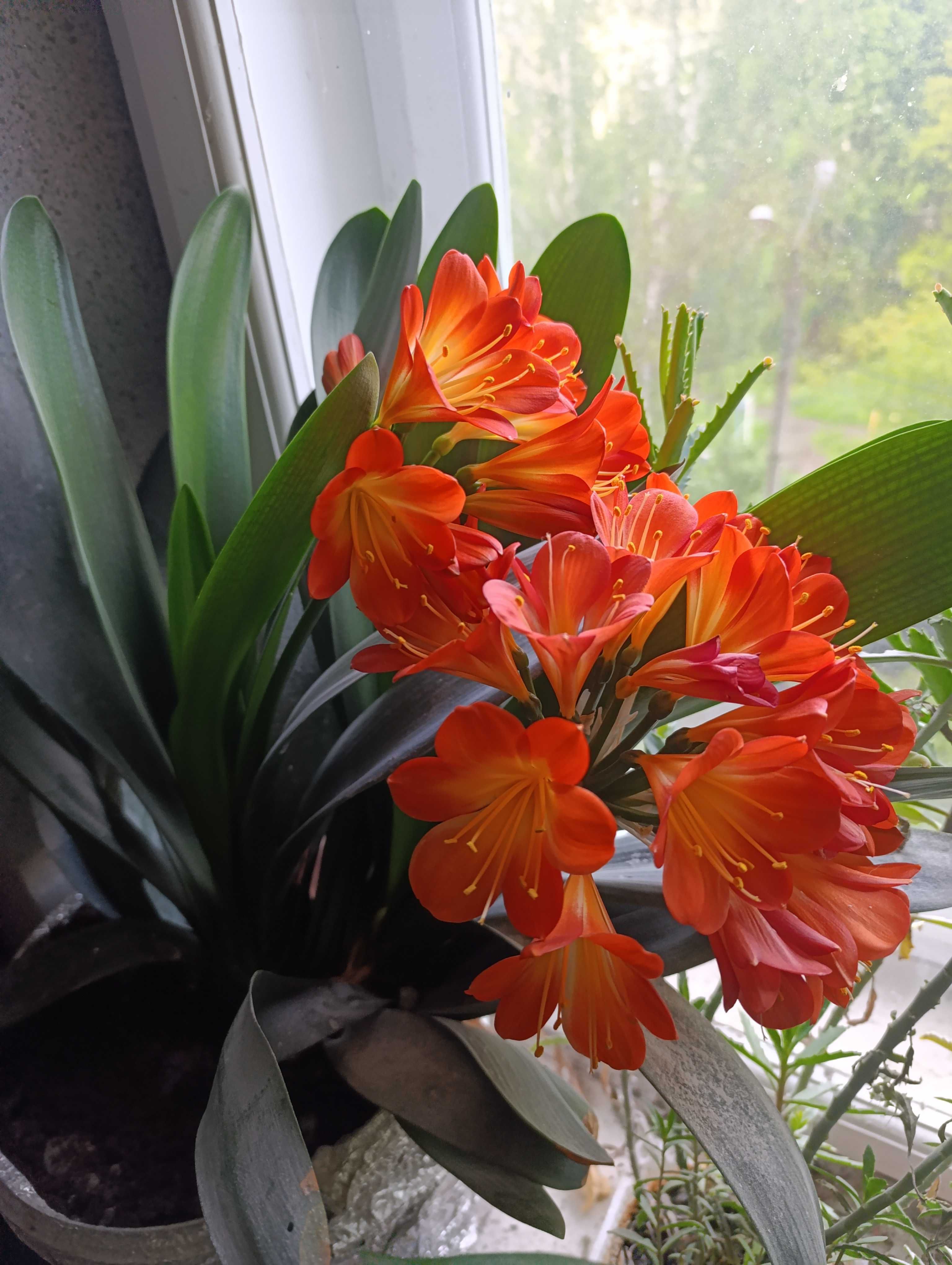 Вазон Clivia Кливия