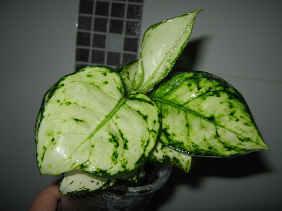 аглаонема декоративно лиственные цветы от 350грн