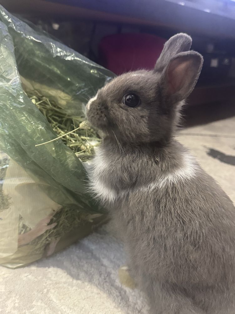 Vendo coelho anao com 4 meses