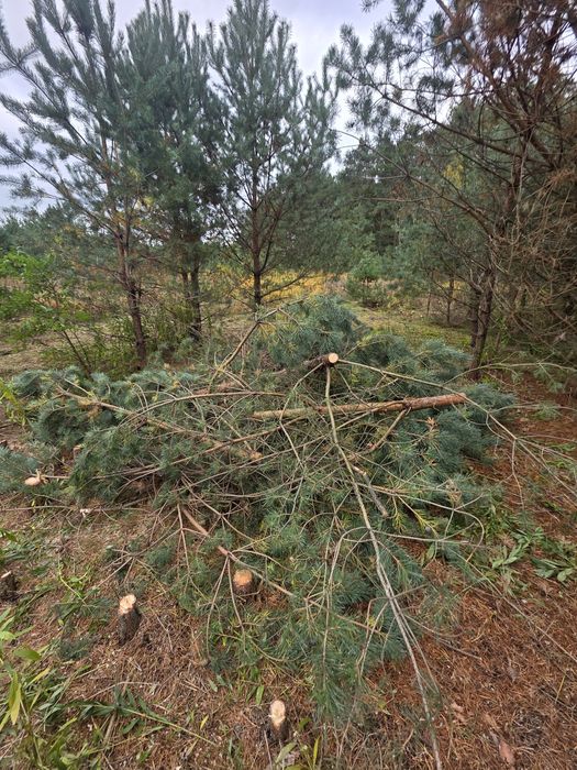 Oddam Drewno na opał