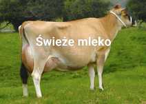 Sprzedam świeże mleko