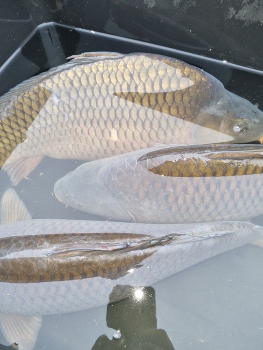 Karp żywy do stawów