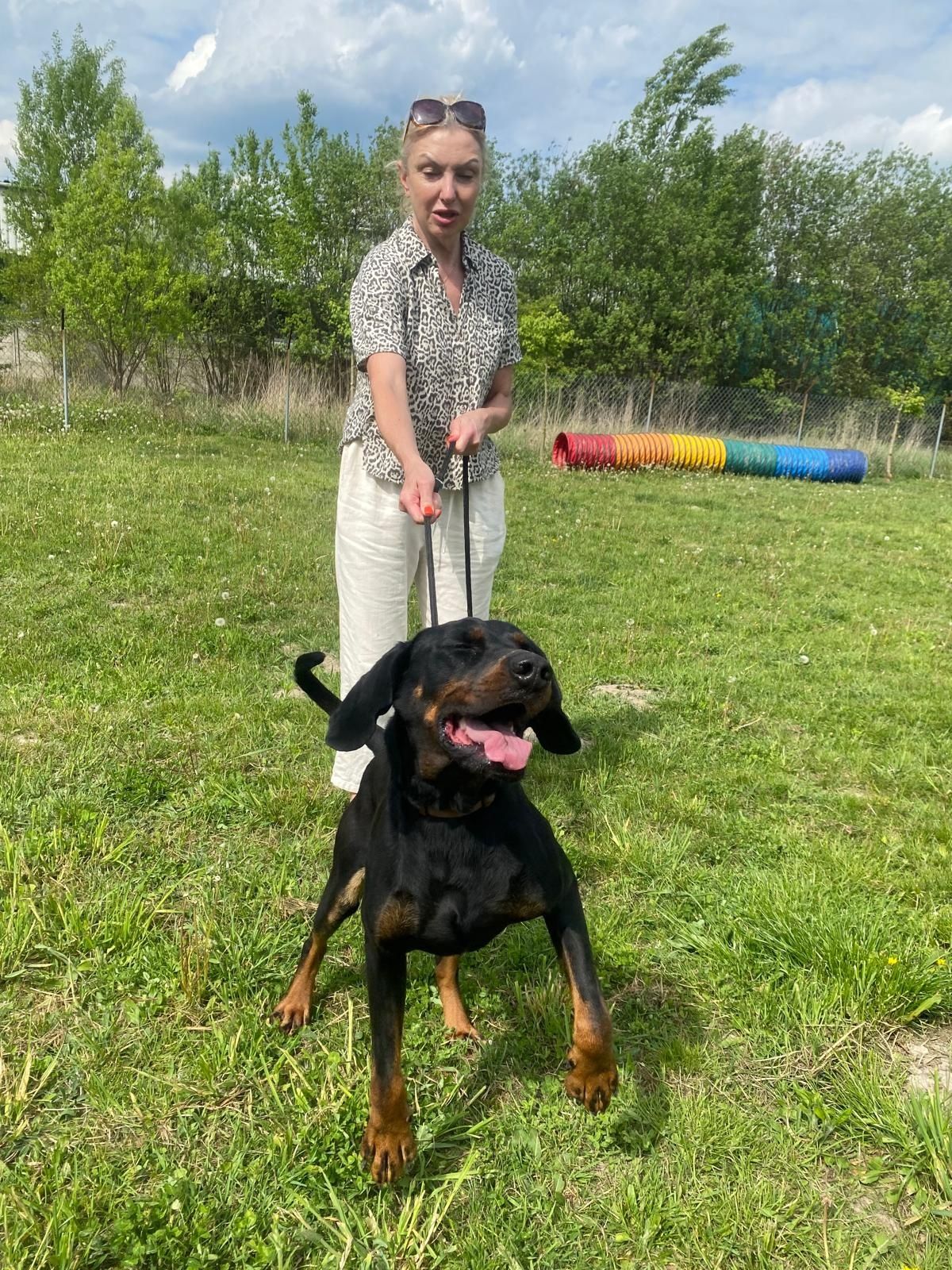 Hektor gończy polski do adopcji! Albo dom tymczasowy