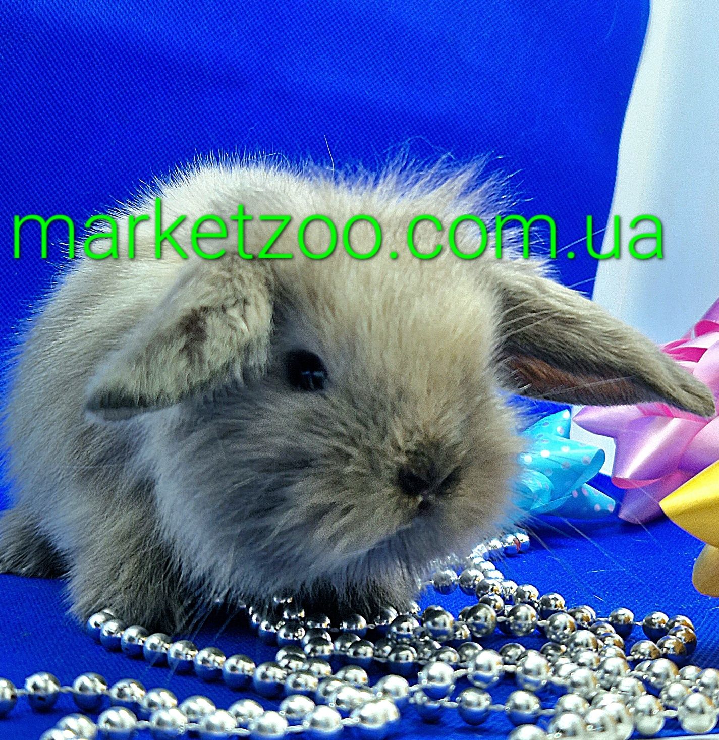 Карликовые кролики,карликовый кролик,вислоухий баранчик mini lop сиамс