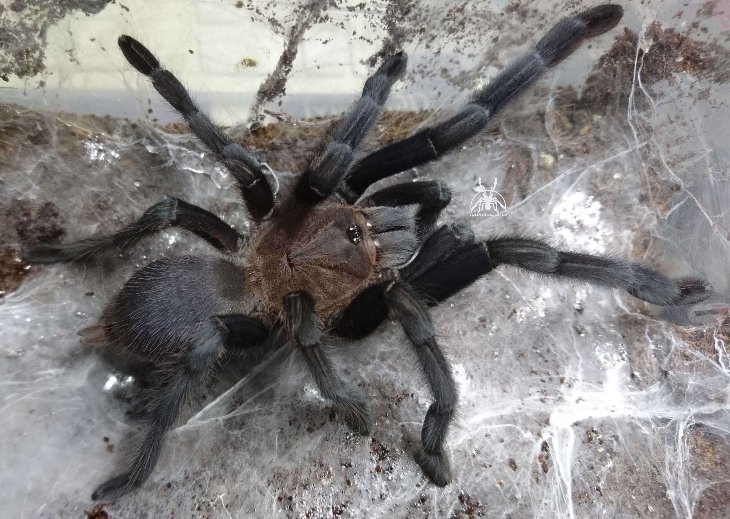 Паук  Chilobrachys sp. Prachuap Khiri Khan, самка