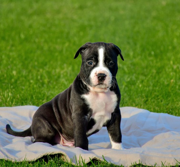 American Staffordshire Terrier FCI samiec