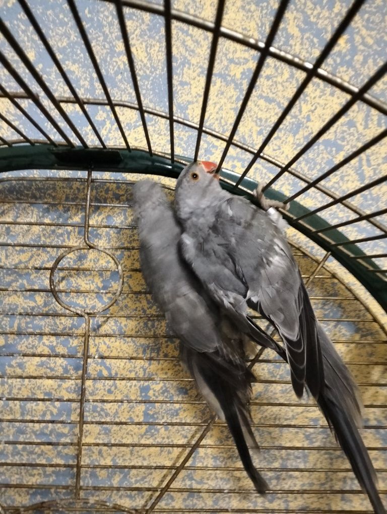 Ringnecks mahos para cedencia