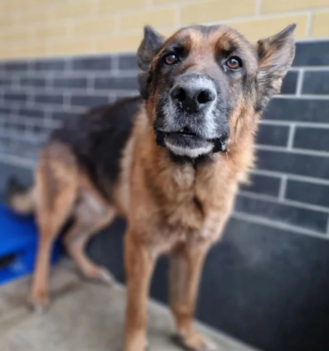 Bruno owczarek niemiecki do adopcji!