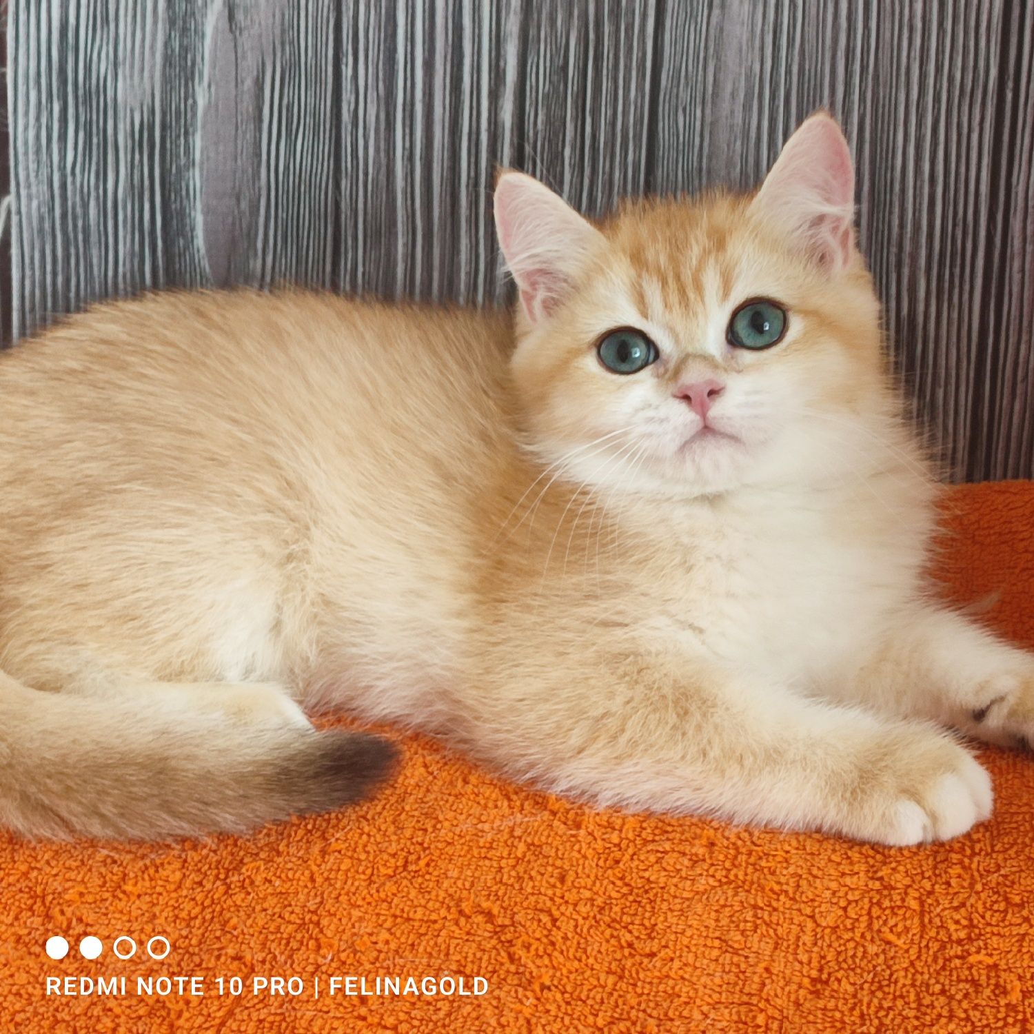Британський золотий котик