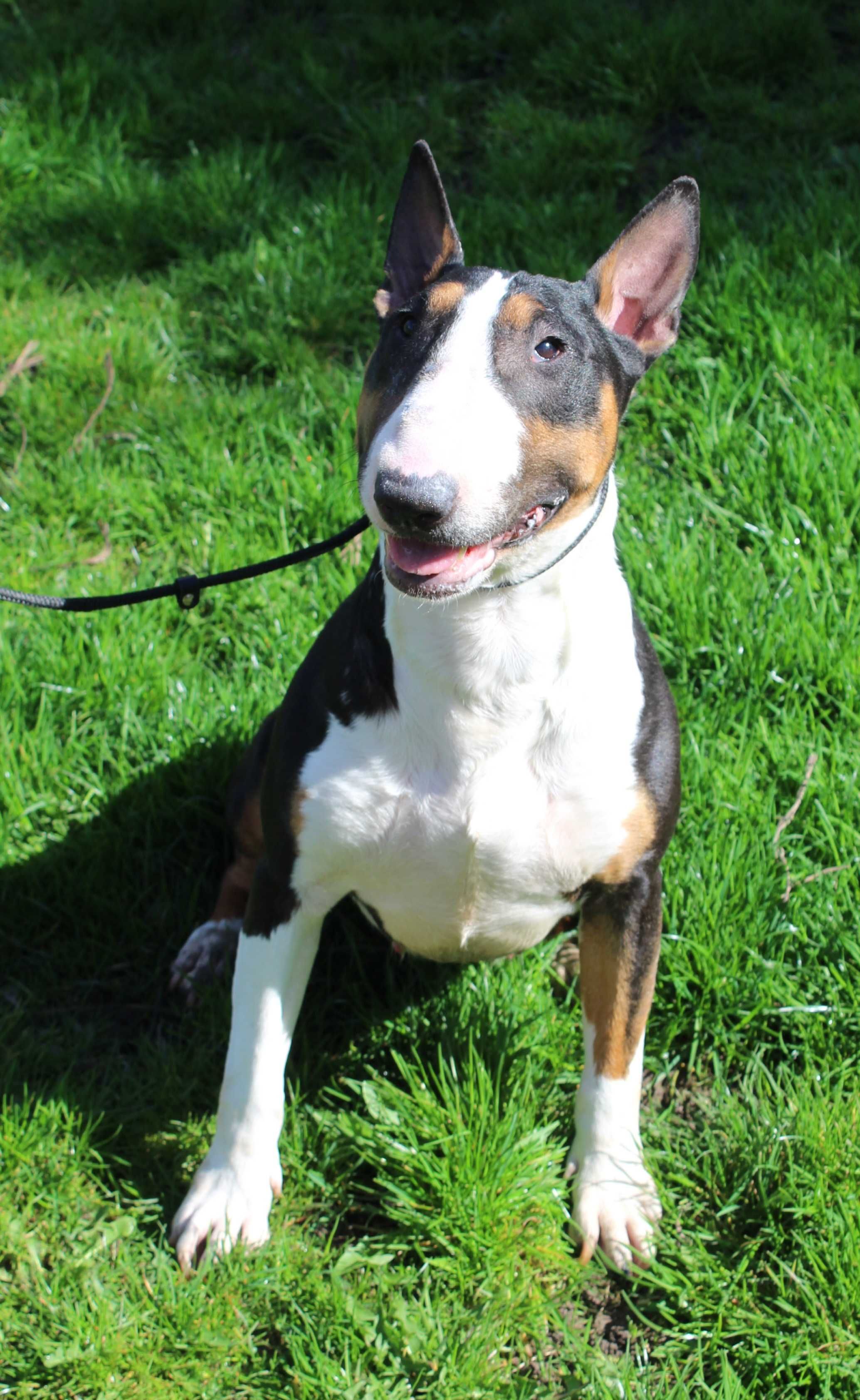 Suczka bulterier standardowy bull bullterrier