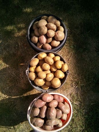 Продам і привезу картоплю домашню різних сортів велику і посадкову