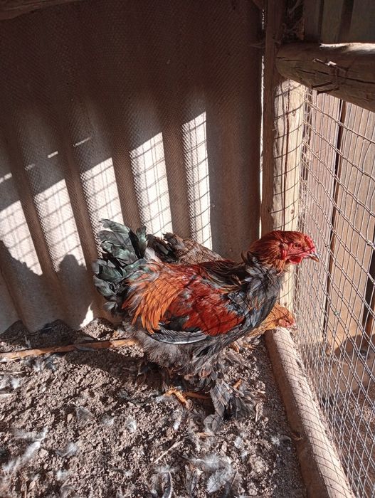 Galos wyandote e brahma perdiz dourada, 30€ cada.