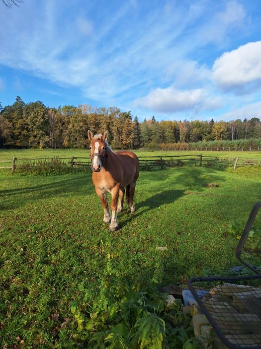 Sprzedam klacz zimnokrwistą