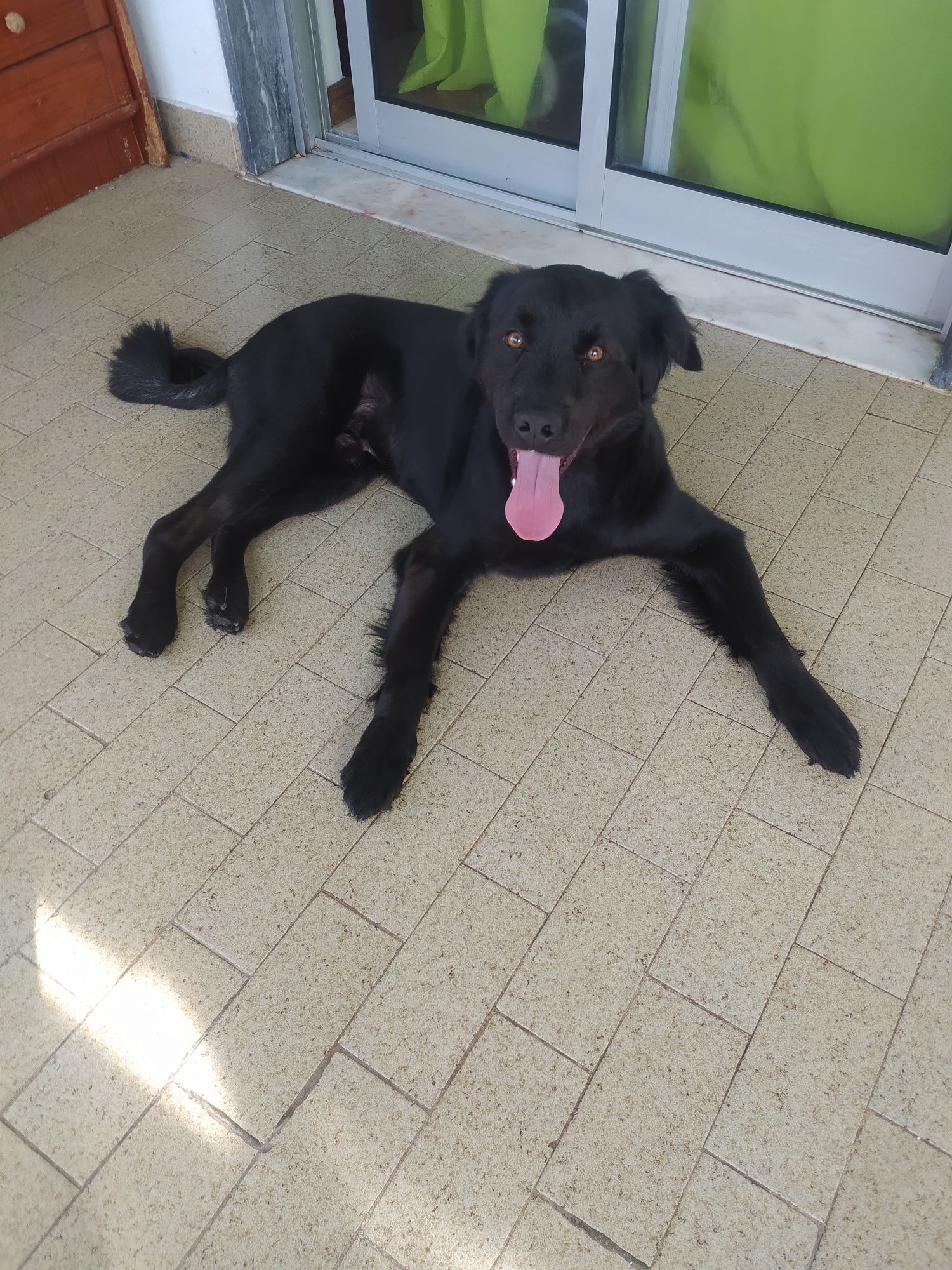 Cão para adoção Faro