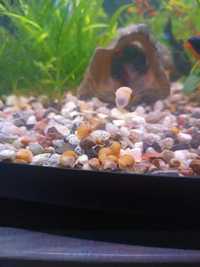 Młode ślimaki ampularie
