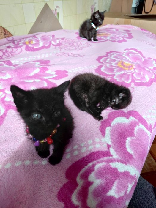 Котята в добрые руки!