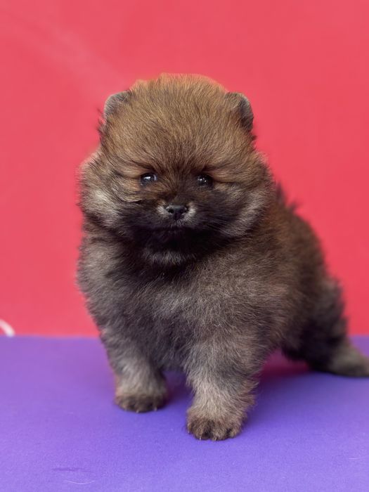 Дівчинка у ведмежому типі