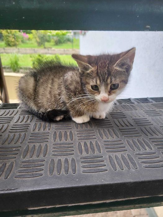 Kociaki do adopcji.