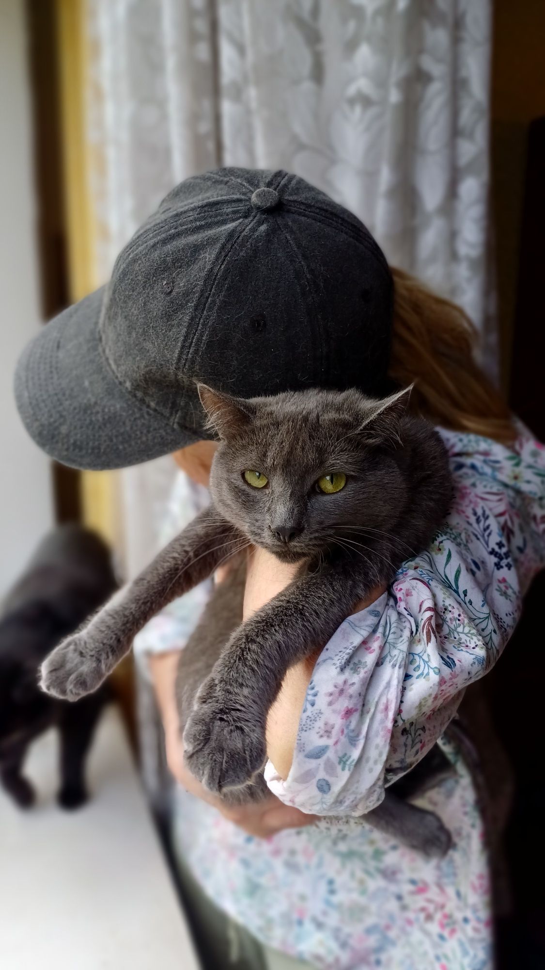Блакитна шовковиста киця