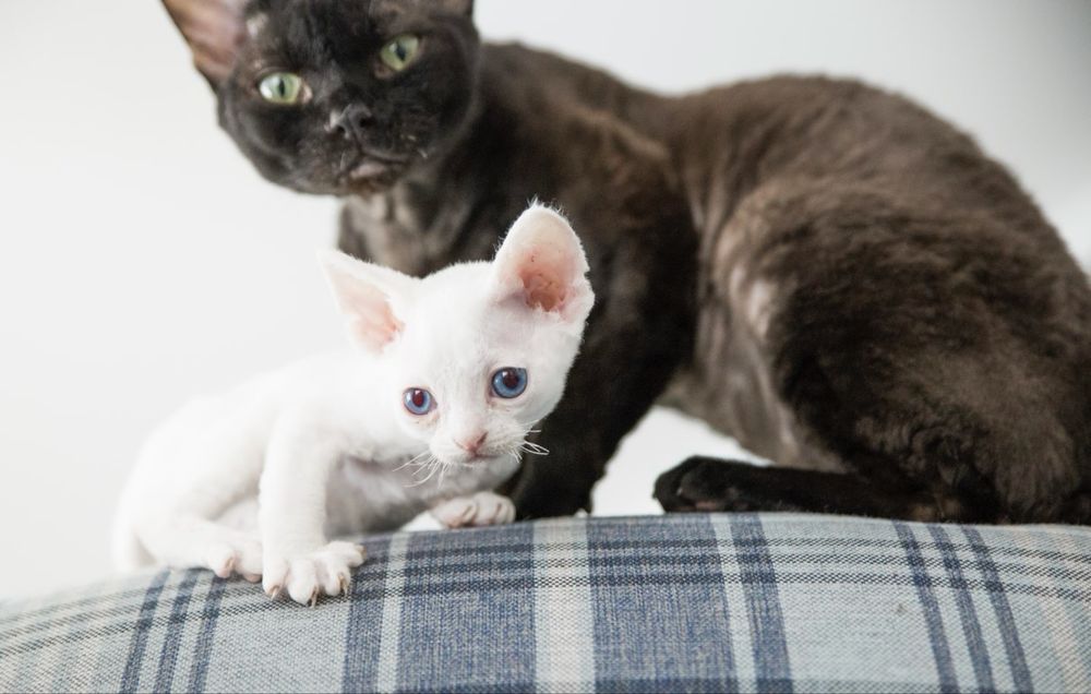 Kotek niebieski devon rex FPL