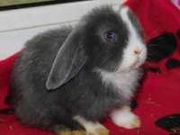 Cudowne  baranki mini lop