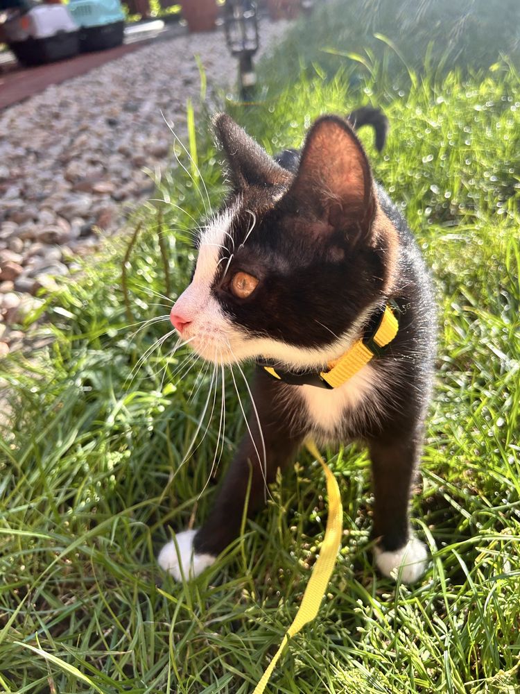 Kocie cudo do pilnej adopcji