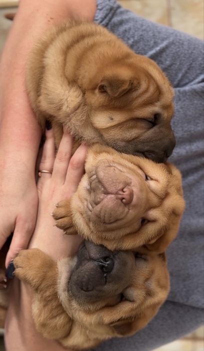 Цуценята породи Шарпей