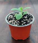 Żyworodka Kalanchoe pierzasta 11 cm - Cud w doniczce