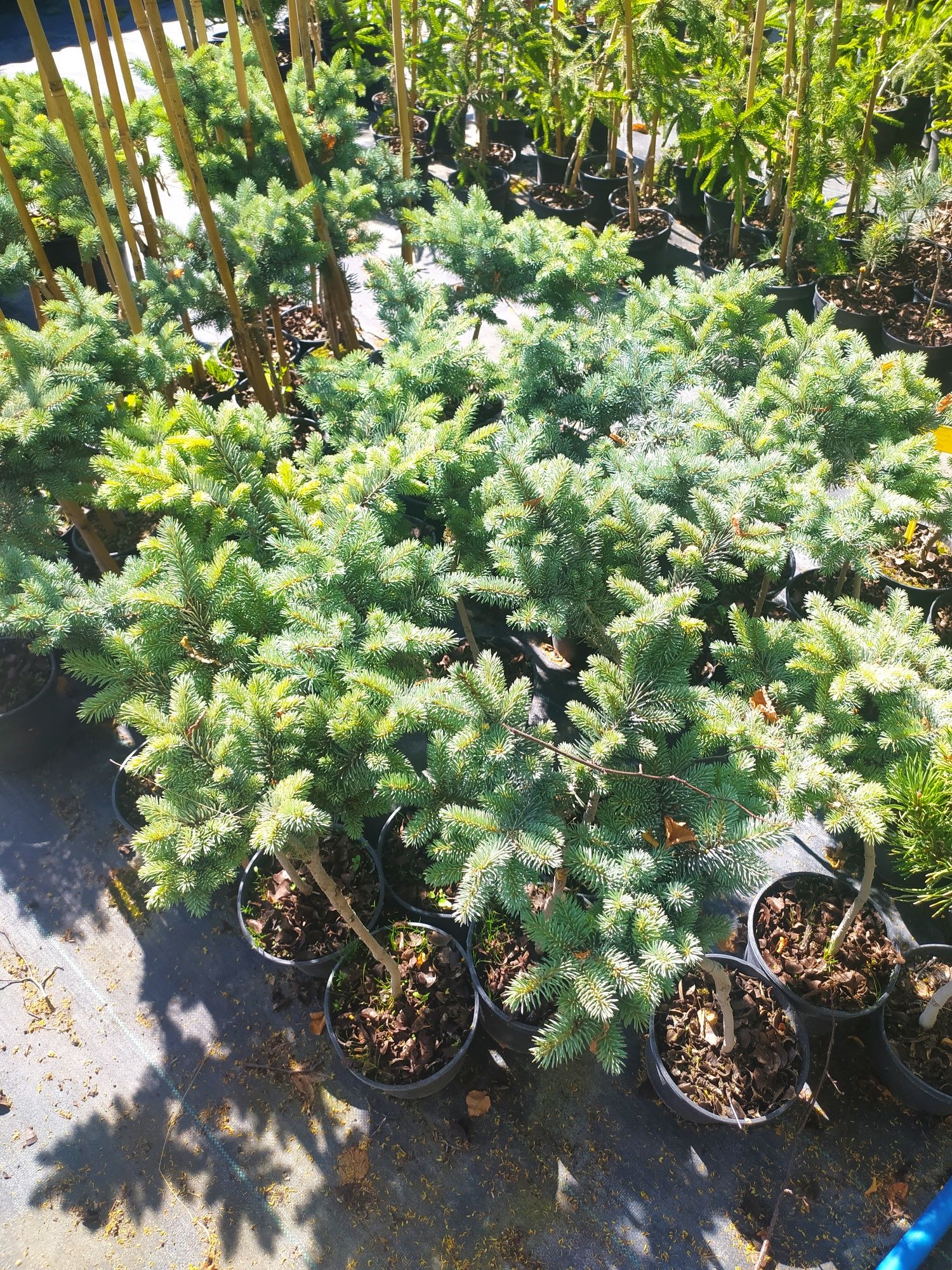Ялина колюча Glauca Globosa 2 л / 35-45 см штамб/ - 600 грн