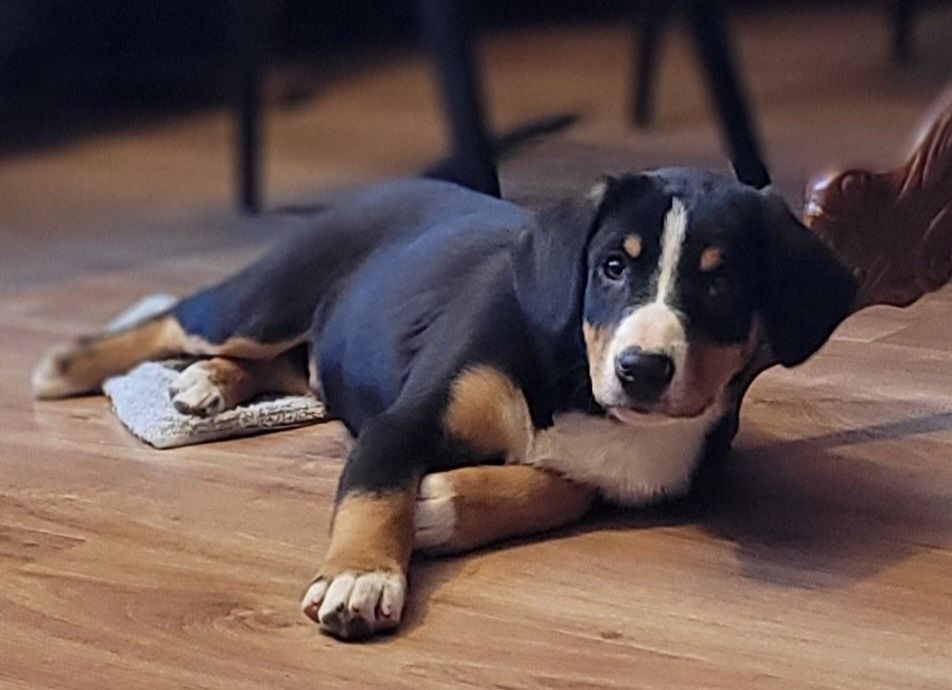 Entlebucher  Najmniejszy Pies Szwajcarski FCI