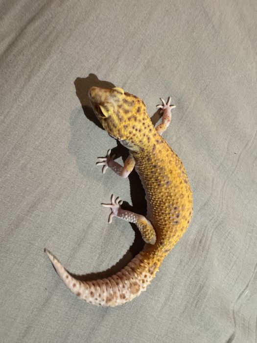 Gekon lamparci samica RADAR