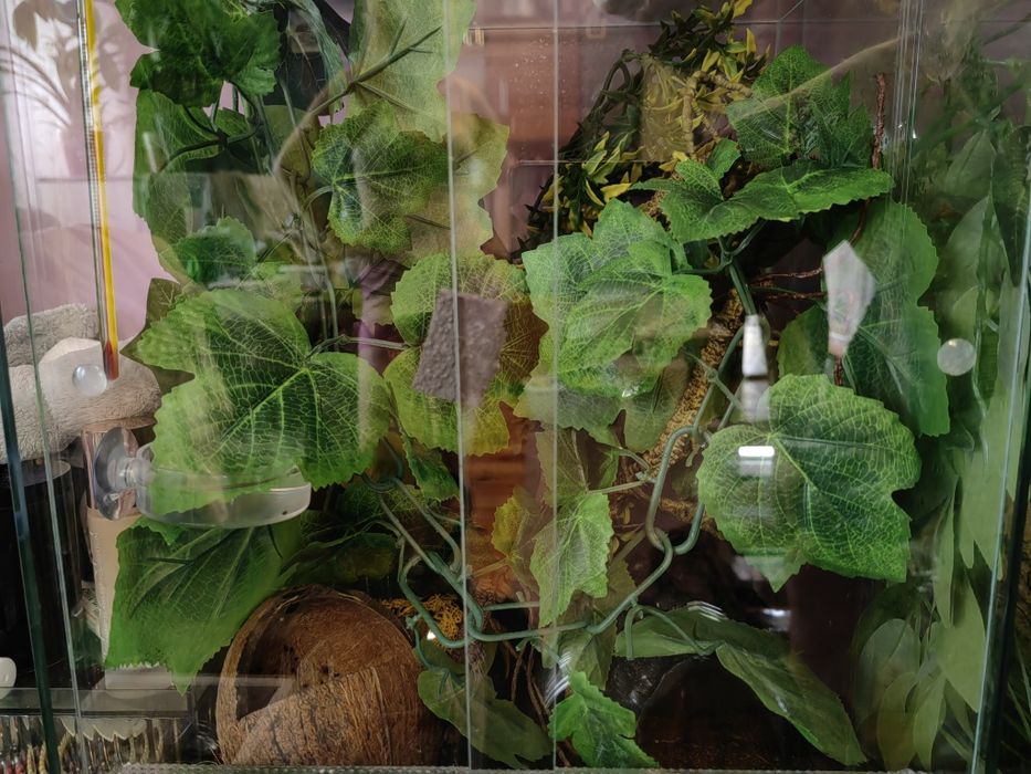 Terarium 50 40 30 litrów idealne dla żółwia gekona salamandry pająka w