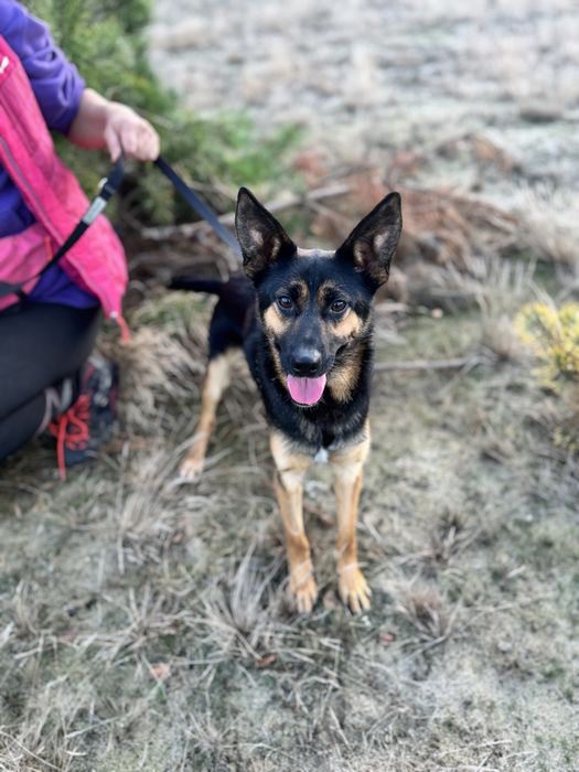 8 kg Gacuś do adopcji! Mikro owczarek, super pies!