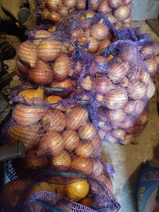 Продам цибулю , сорт Рейдер , зимова