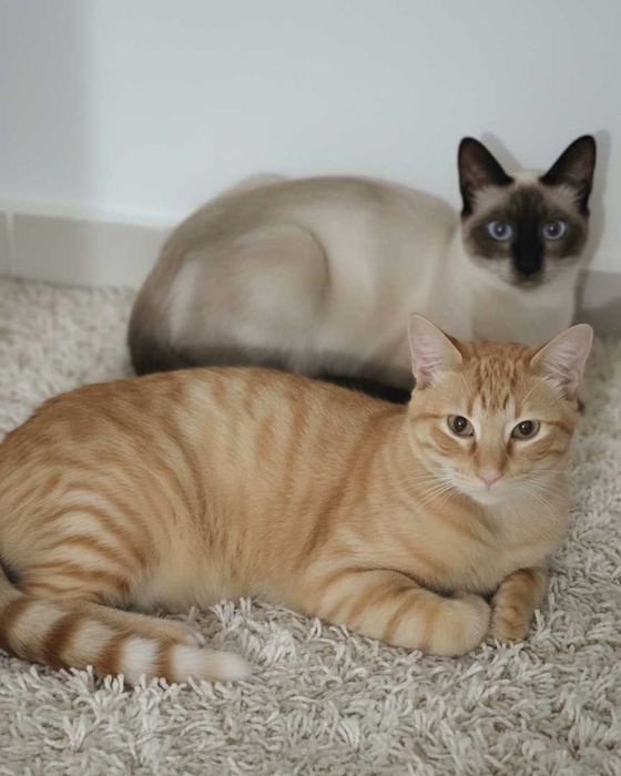 Setúbal / Margem Sul / Lisboa — CALVIN e KLEIN, gatinhos para adoção