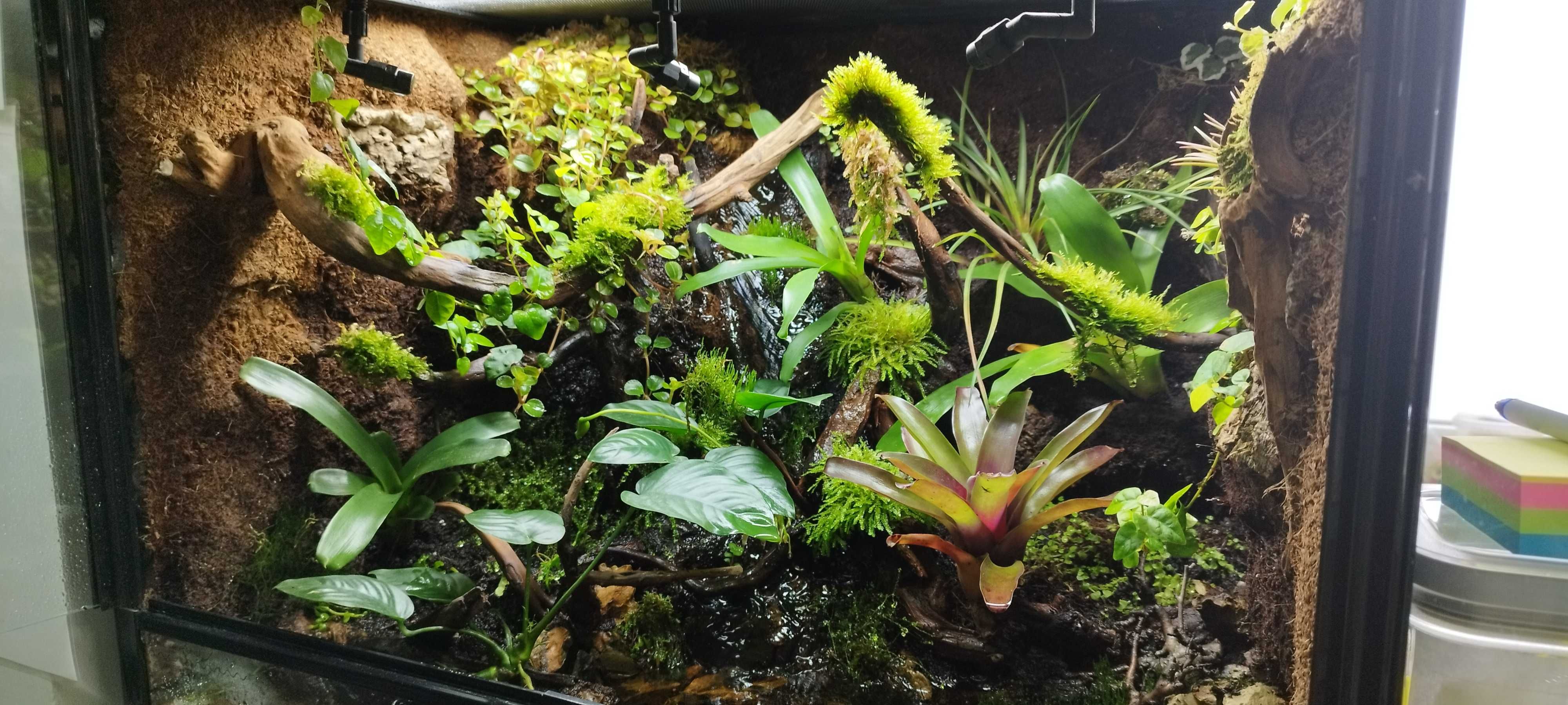 Terrarium bioaktywne dla gekona orzęsionego ( Exotic Leszno)