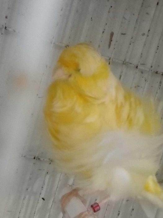 Canários frisados parisienses