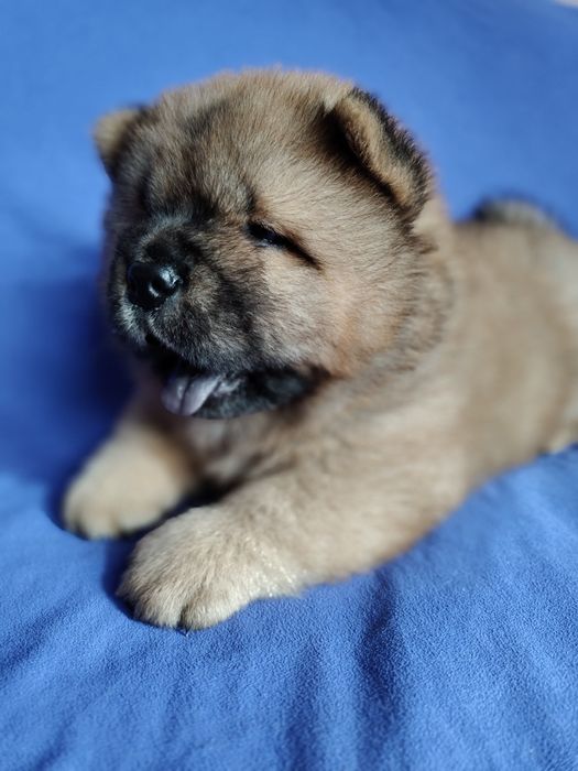 Chow Chow FCI ZKwP